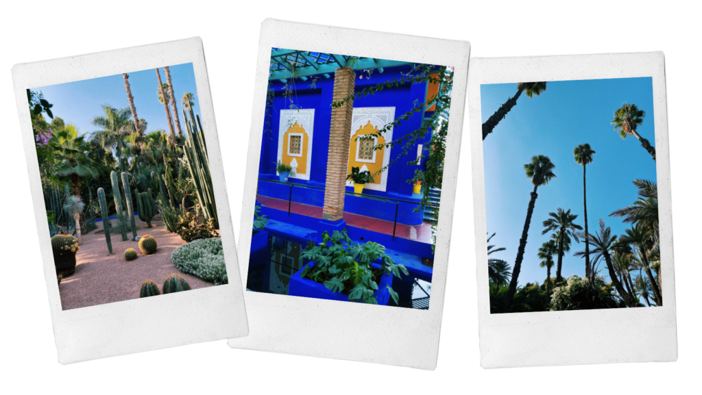 The best things to do in Marrakech: Jardin Majorelle