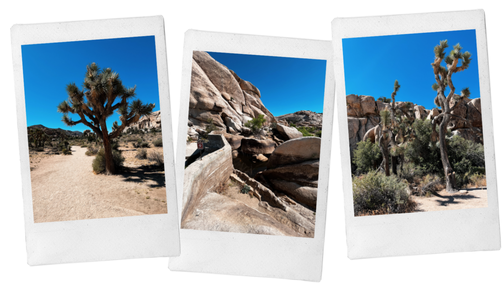 6 best things to do in Joshua Tree: Barker Dam Trail