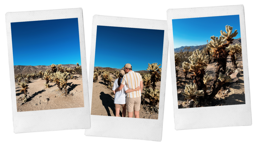 6 best things to do in Joshua Tree: Cholla Cactus Garden Trail