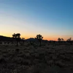 Joshua Tree