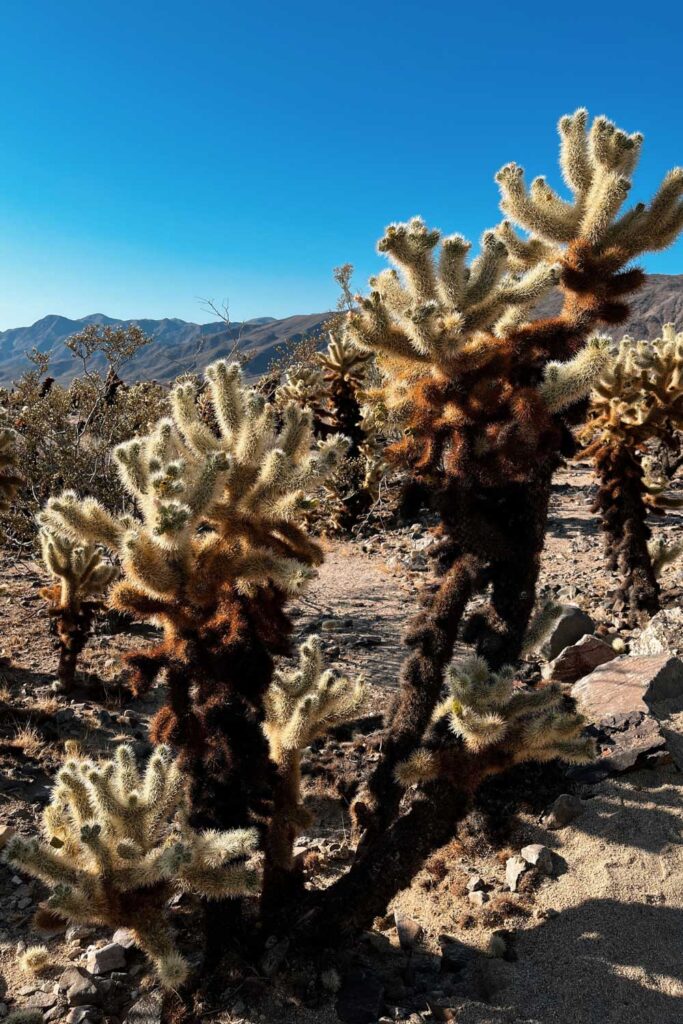 Joshua Tree NP