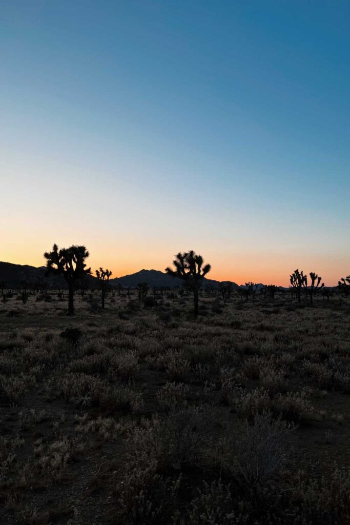 US road trip itinerary: Joshua Tree NP