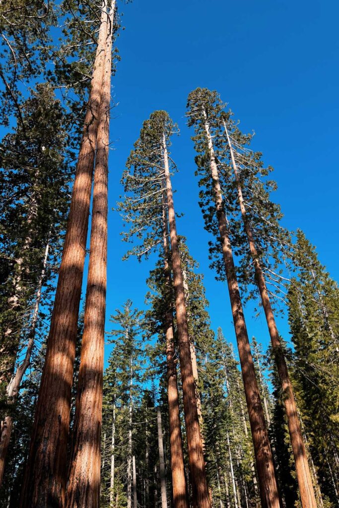 Mariposa Grove of Giant Sequoias