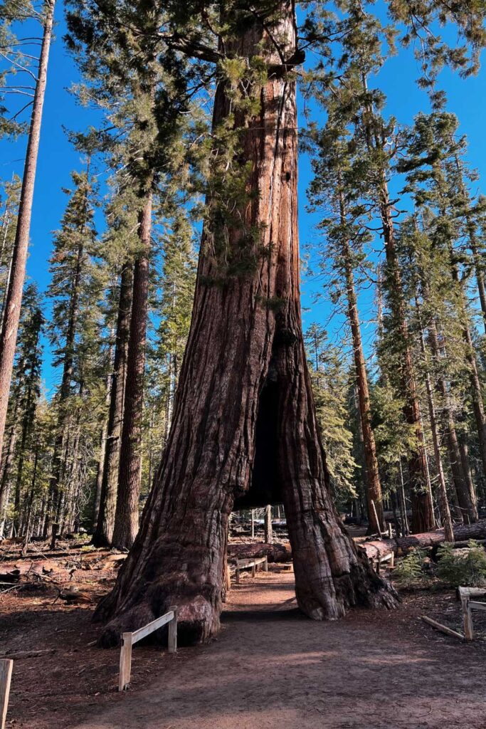 Things to do in Yosemite: Mariposa Grove of Giant Sequoias