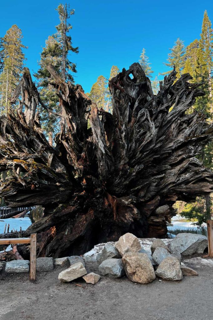 Mariposa Grove of Giant Sequoias