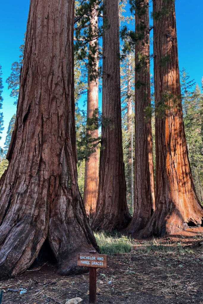 Mariposa Grove of Giant Sequoias