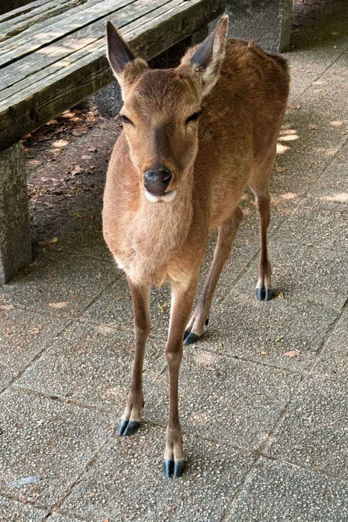 Miyajima Island