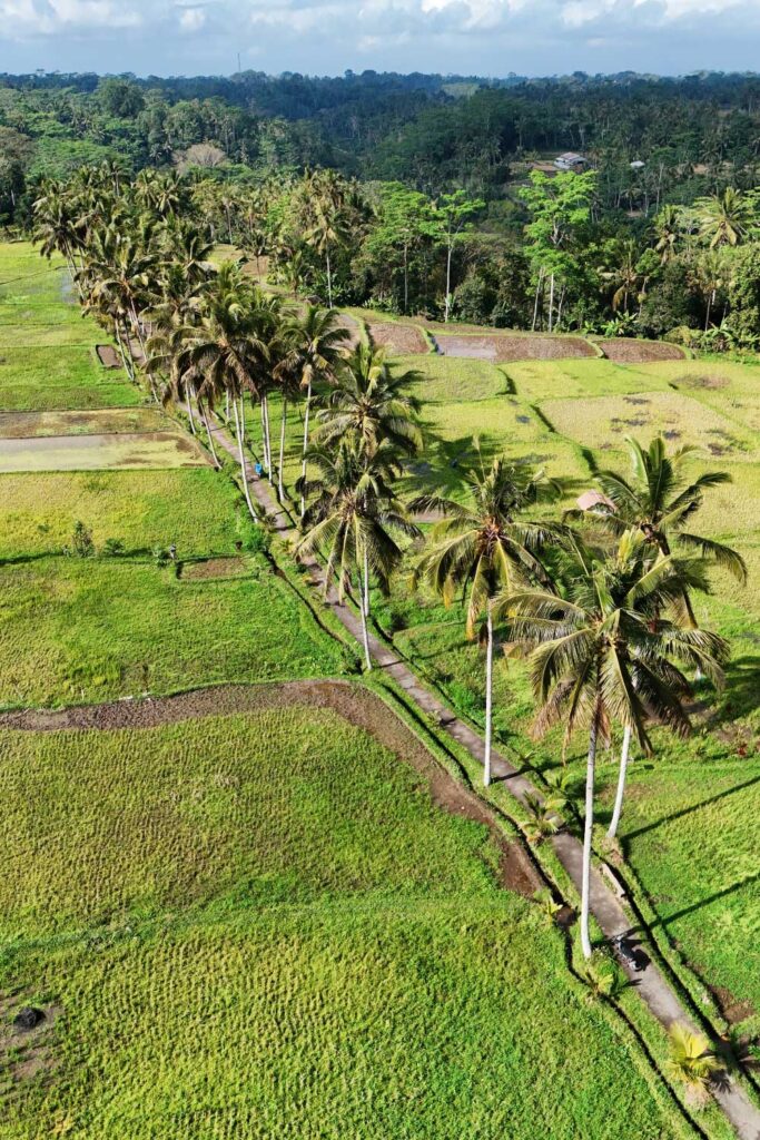 Things to do in Ubud: Mancingan Rice Terrace