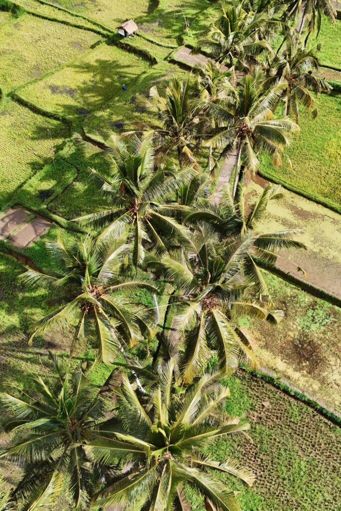 Mancingan Rice Terrace