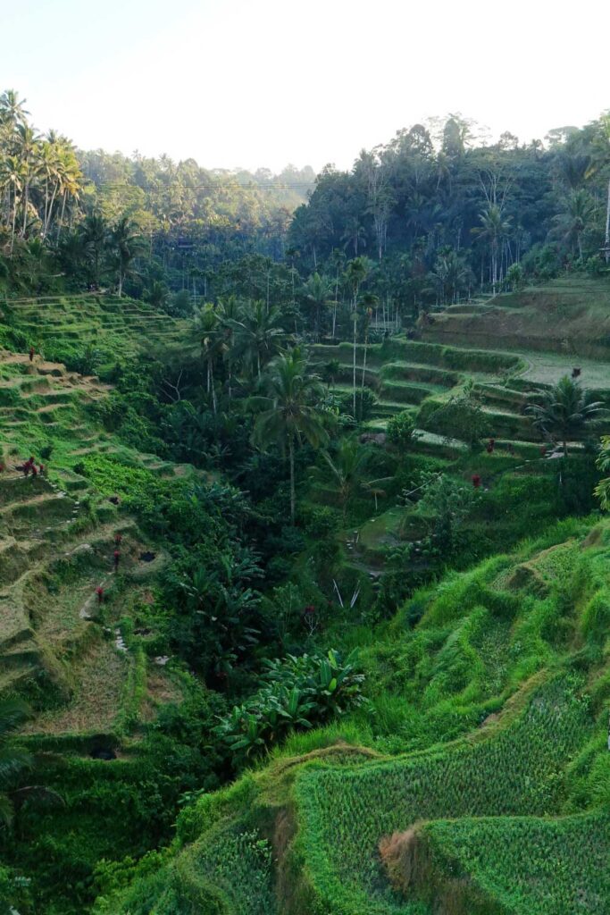 Mupu Rice Terrace